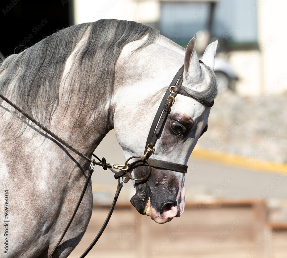 Arabian horse show horse