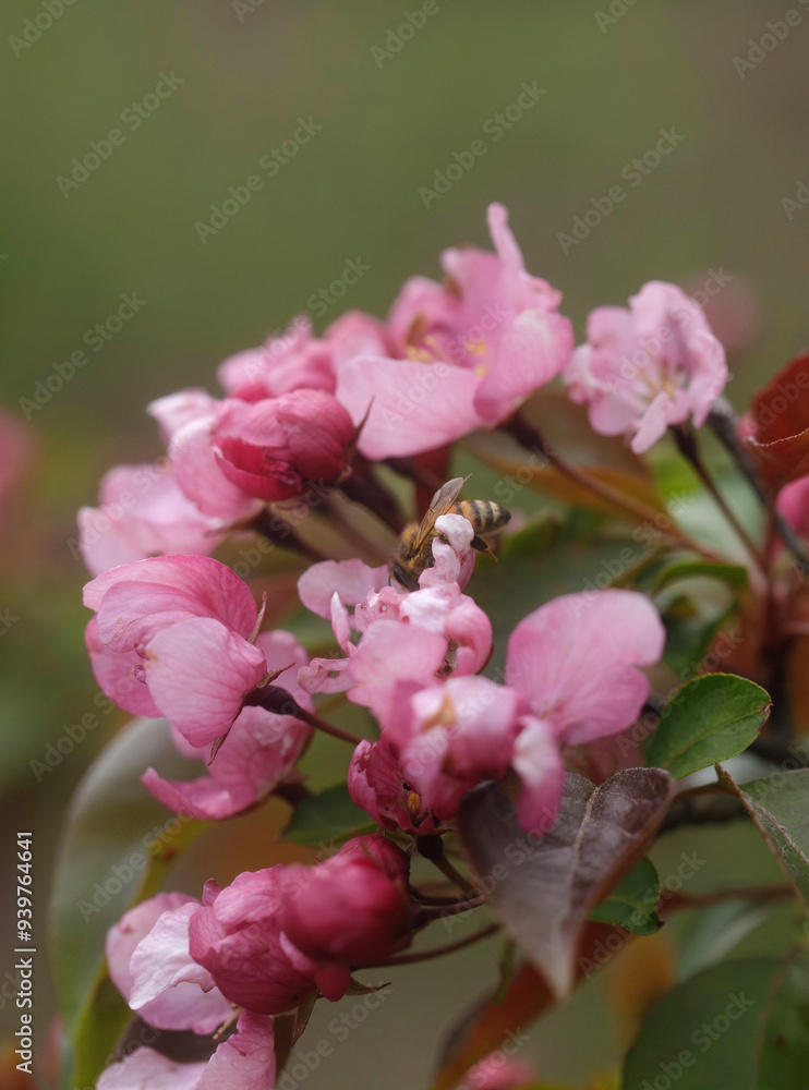 Obraz premium Honey Bee Sipping Nectar