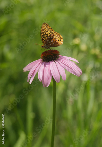 Orange Fritillary Butterfly on a Purple Coneflower