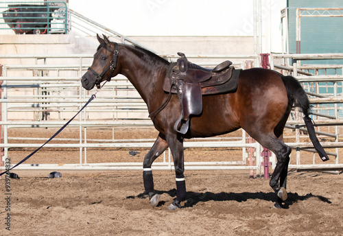 Arabian horse show horse