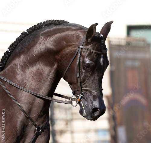 Arabian horse show horse