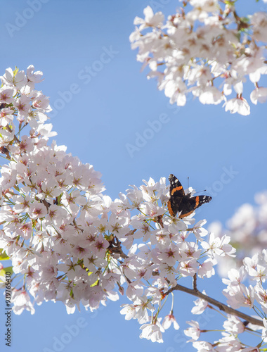 Red Admiral Butterfly on a Yoshino Cherry Tree photo