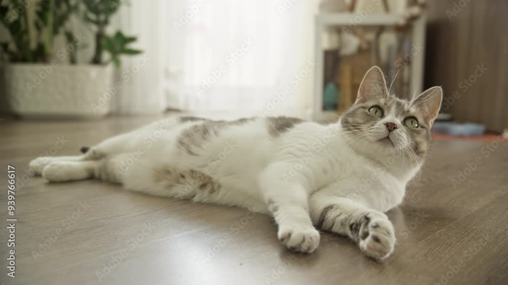 Relaxed Cat Lying on Wooden Floor in Bright Home Interior
