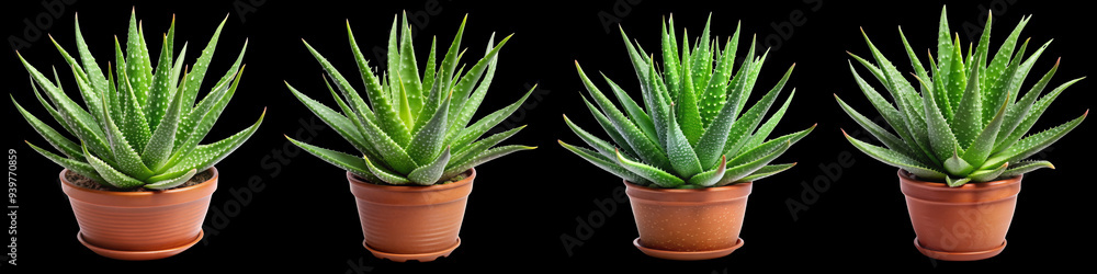 Four Green Aloe Vera Plants in Brown Pots Isolated on White Background, aloe vera, succulent, houseplant, botanical Four Green Aloe Vera Plants in Brown Pots Isolated on White Background, aloe vera, succulent, houseplant, botanical