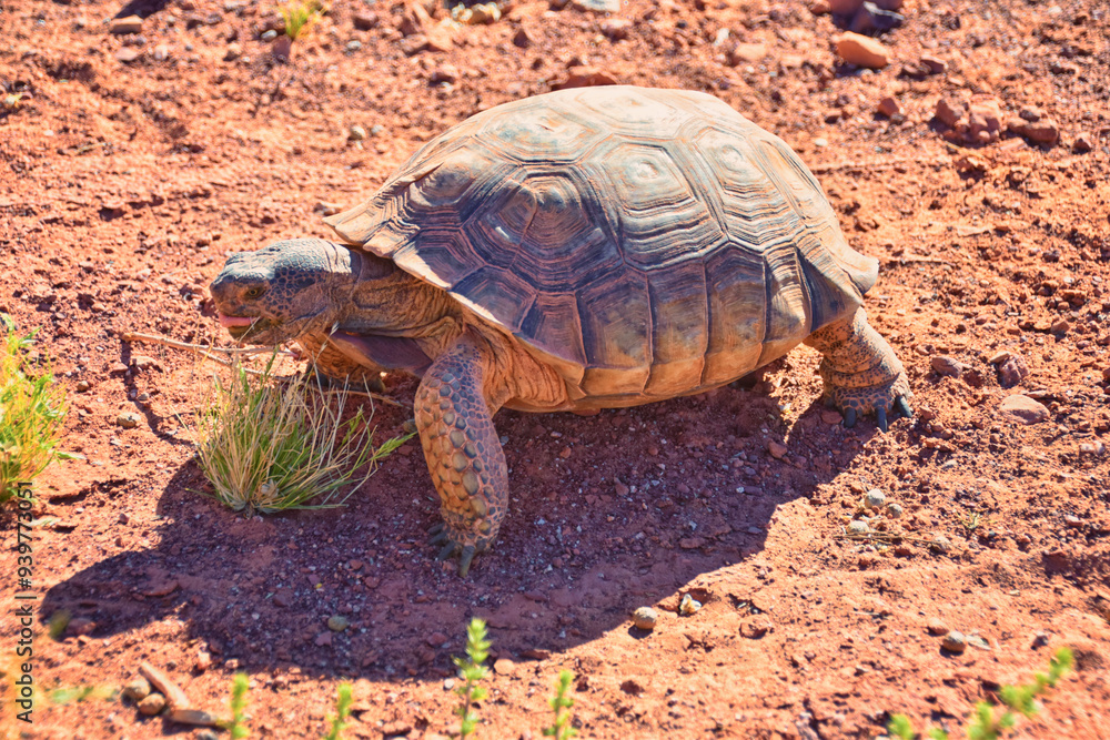 Obraz premium Mojave Desert Tortoise, Gopherus Agassizii, eating grass and cactus foraging in the Red Cliffs Desert Reserve St George Southern Utah. United States.