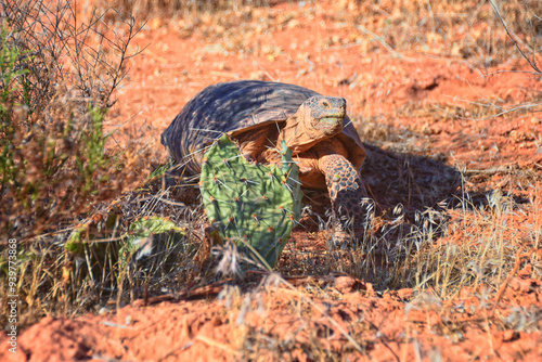 Mojave Desert Tortoise, Gopherus Agassizii, eating  grass and cactus foraging in the Red Cliffs Desert Reserve St George Southern Utah. United States. photo