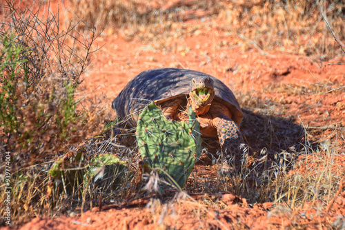 Mojave Desert Tortoise, Gopherus Agassizii, eating  grass and cactus foraging in the Red Cliffs Desert Reserve St George Southern Utah. United States. photo