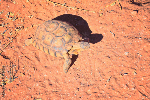 Mojave Desert Tortoise, Gopherus Agassizii, eating  grass and cactus foraging in the Red Cliffs Desert Reserve St George Southern Utah. United States. photo