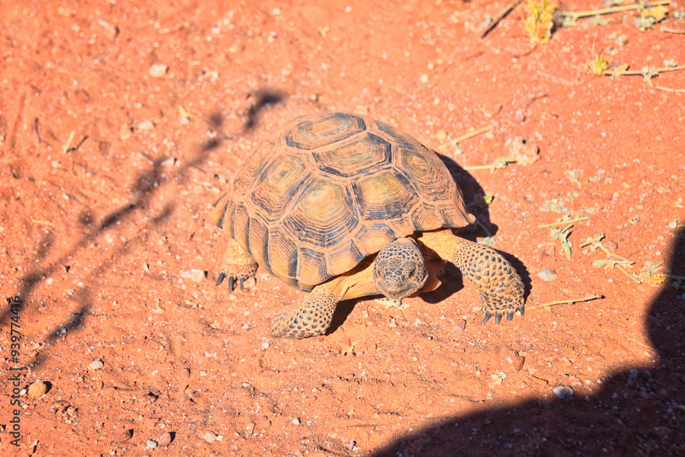 Mojave Desert Tortoise, Gopherus Agassizii, eating grass and cactus foraging in the Red Cliffs Desert Reserve St George Southern Utah. United States.
