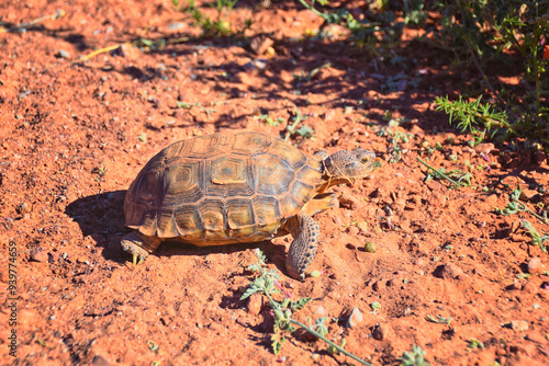 Mojave Desert Tortoise, Gopherus Agassizii, eating  grass and cactus foraging in the Red Cliffs Desert Reserve St George Southern Utah. United States. photo