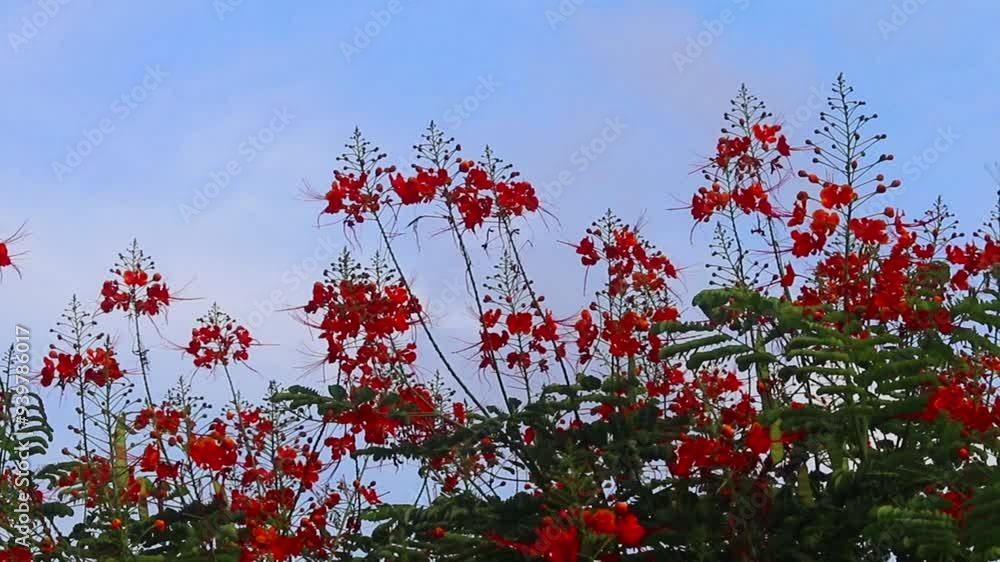 Beautiful flowers with sky background. gently moving in the weak wind. Birds fly behind flowers. Beautiful flowers with sky background. gently moving in the weak wind. Birds fly behind flowers.