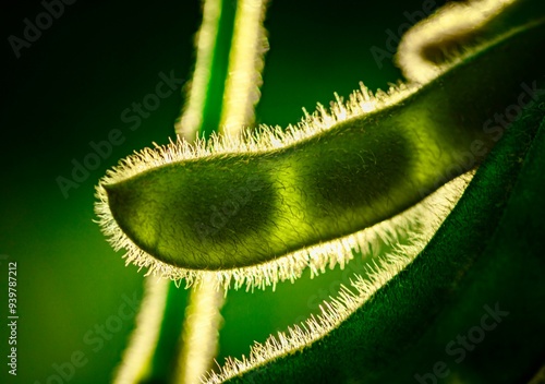 macro soybean plant 
