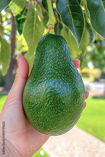 A hand holding a ripe avocado still attached to the tree.