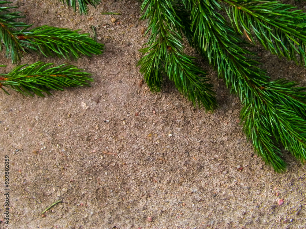 Spruce branch on the sand. Nature background. Spruce branch on the sand. Nature background.