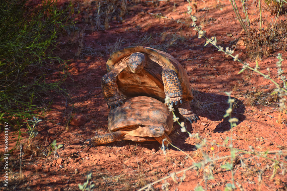 Mating Mojave Desert Tortoise, Gopherus Agassizii, mating ritual shell butting circling in the Red Cliffs Desert Reserve St George Southern Utah.