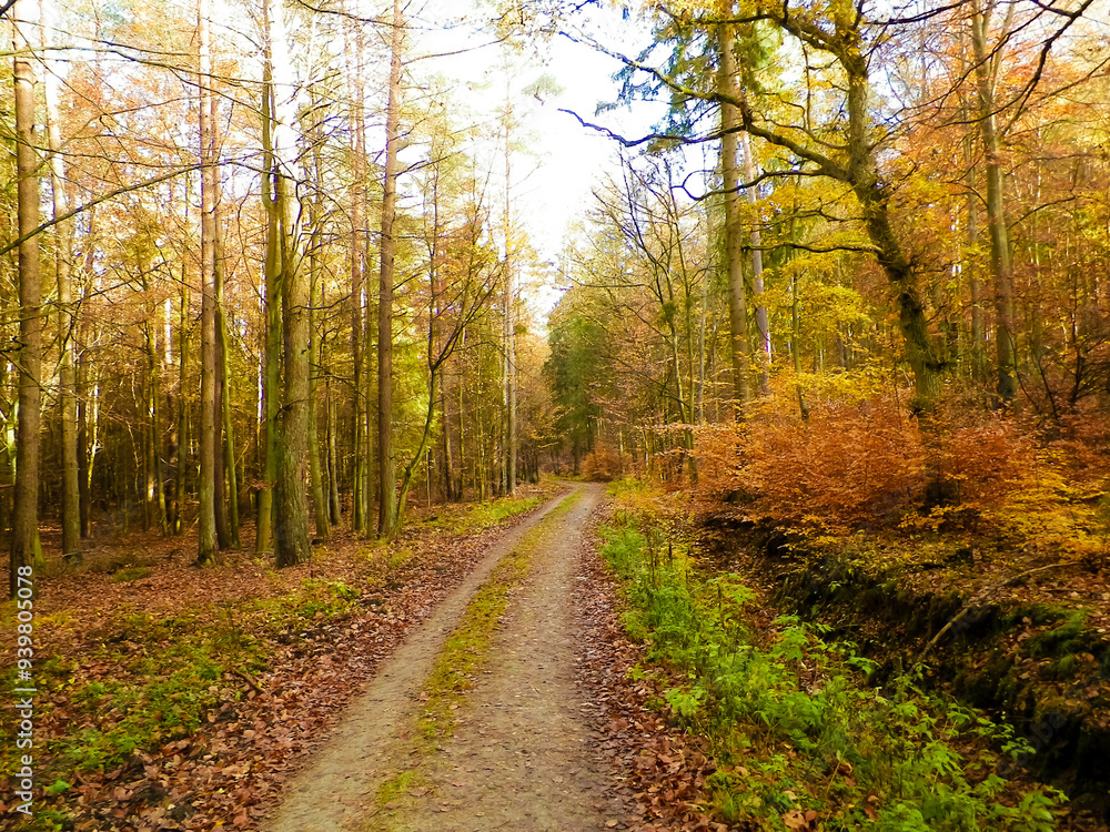 Fototapeta premium Autumn forest landscape, Poland.