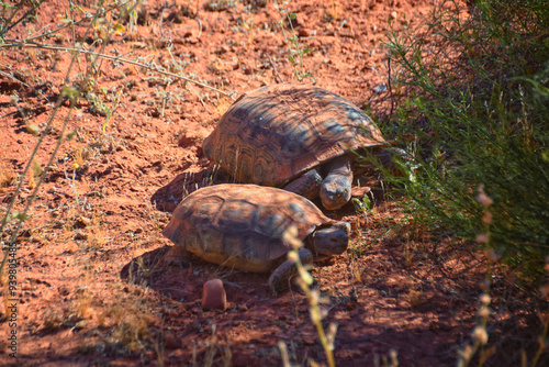 Mating Mojave Desert Tortoise, Gopherus Agassizii, mating ritual shell butting circling in the Red Cliffs Desert Reserve St George Southern Utah. photo