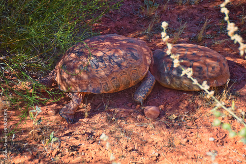 Mating Mojave Desert Tortoise, Gopherus Agassizii, mating ritual shell butting circling in the Red Cliffs Desert Reserve St George Southern Utah. photo