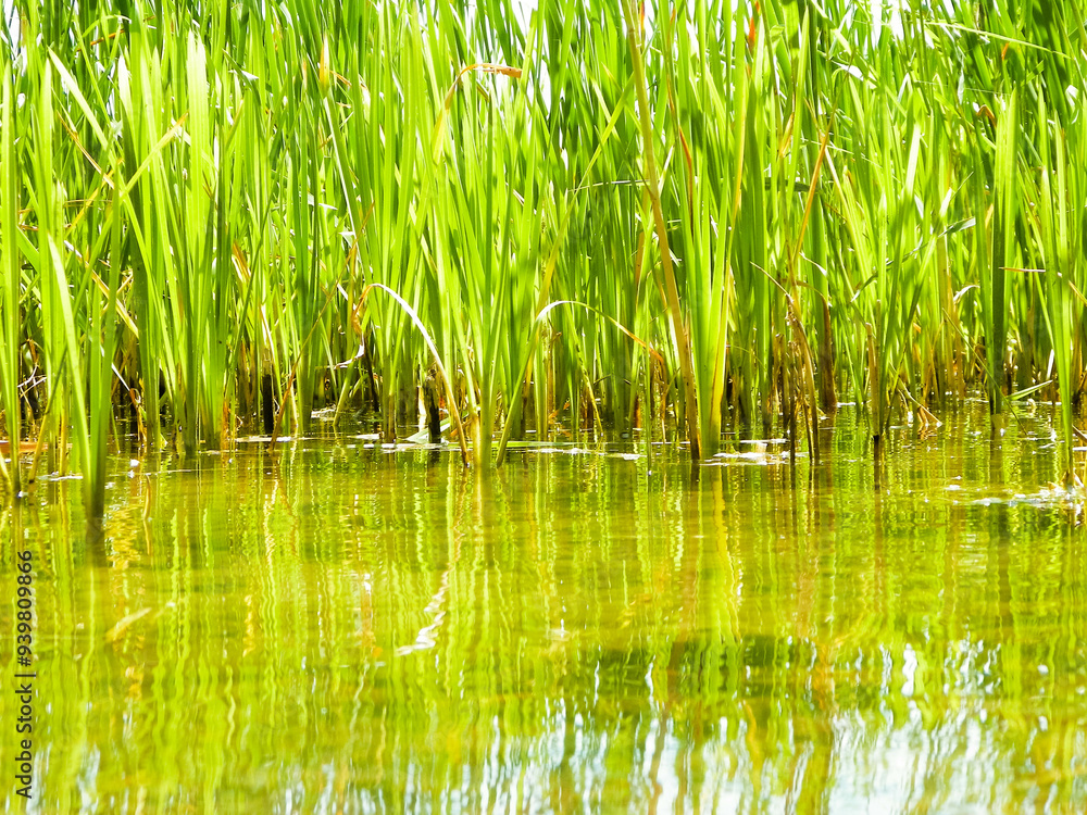 Fototapeta premium Close up of typha plant in lake water.
