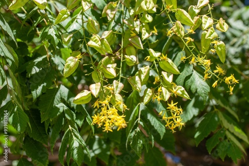 Legumens of a goldenrain tree, Koelreuteria paniculata photo