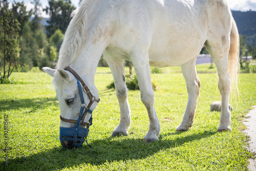 Beautiful white horse grazing on the grass during sunny day, closeup Slovakia, Europe