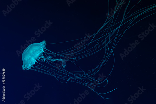 One Atlantic sea nettle chrysaora quinquecirrha jellyfish swim underwater in aquarium pool with bright blue neon light. Water, ocean animal. Theriology, undersea life. photo