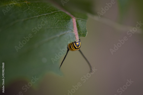 monarch caterpillars on a leaf