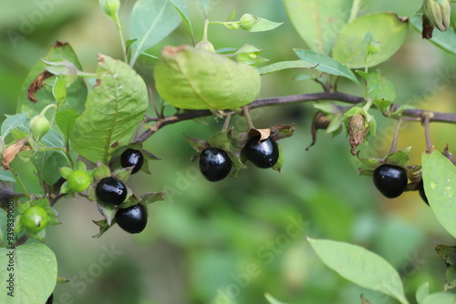 Atropa belladonna. Fruits of belladonna, banewort or deadly nightshade.