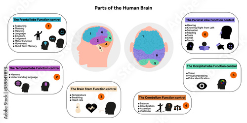 Human brain anatomy with colored parts diagram medical. Parietal, frontal, temporal, occipital, brain stem, cerebellum lobe function control