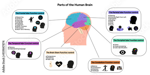 Human brain anatomy with colored parts diagram medical. Parietal, frontal, temporal, occipital, brain stem, cerebellum lobe function control