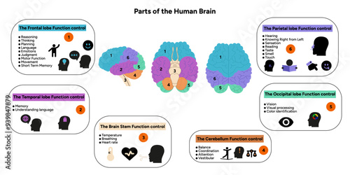 Human brain anatomy with colored parts diagram medical. Parietal, frontal, temporal, occipital, brain stem, cerebellum lobe function control