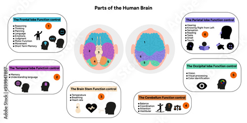 Human brain anatomy with colored parts diagram medical. Parietal, frontal, temporal, occipital, brain stem, cerebellum lobe function control