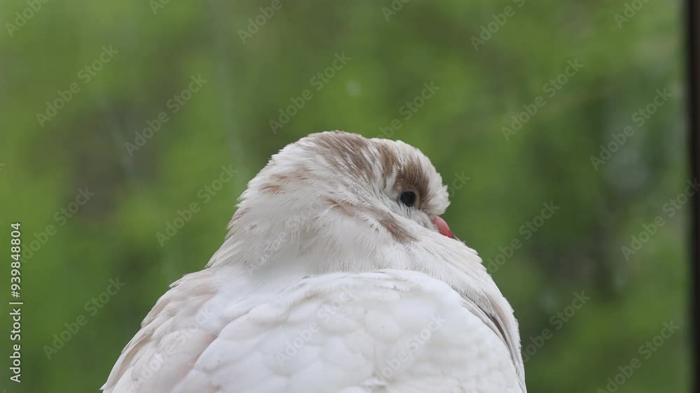 White pigeon closeup portrait, bird on the window, rainy day, pigeon beautiful portrait, pigeons eyes in macro, Extreme Close Up, 4k video high quality, cute animals 