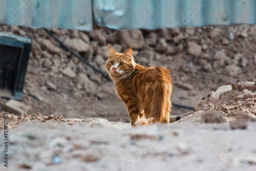 Cinematic vibe of a stray cat walking through the ruins of an old adobe brick house in Yazd, Iran. 