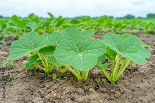 Close-up of young pumpkin plants with broad green leaves growing in cultivated soil on a farm photo