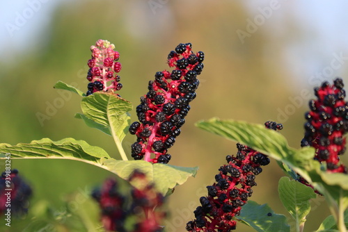 Black berries of Indian pokeweed (Phytolacca acinosa) plant in summer garden photo