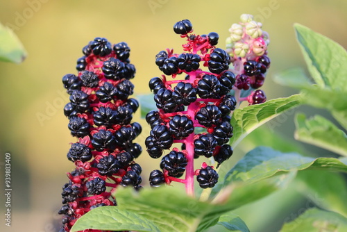 Black berries of Indian pokeweed (Phytolacca acinosa) plant in summer garden photo