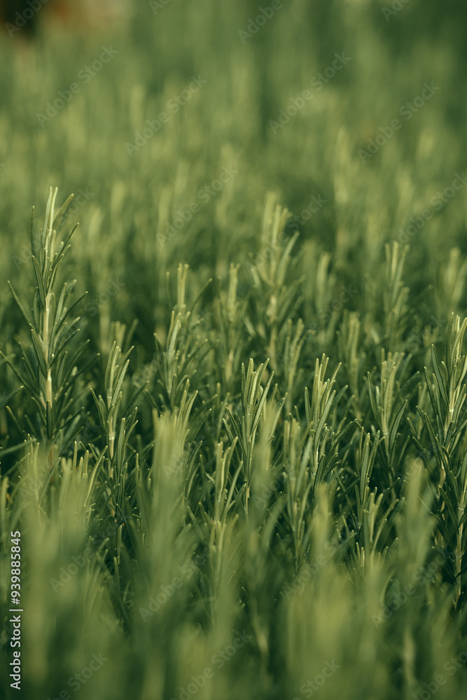 Obraz premium Green herbs, Rosemary wild plant