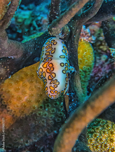 flamingo tongue snail ,Cyphoma gibbosum is a species of small but brightly colored sea snail, photo