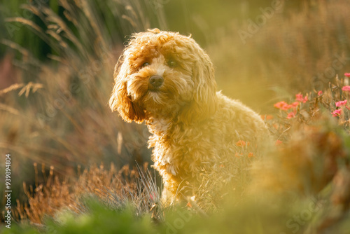 A cute havapoo dog in summer outdoors photo