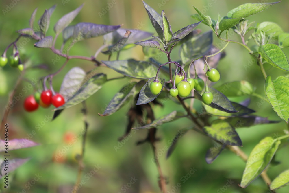 Solanum dulcamara. Bittersweet branch with ripe red berries and green leaves. Solanum dulcamara. Bittersweet branch with ripe red berries and green leaves.