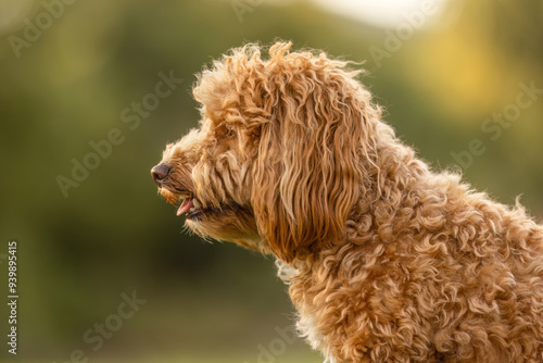 A cute havapoo dog in summer outdoors photo