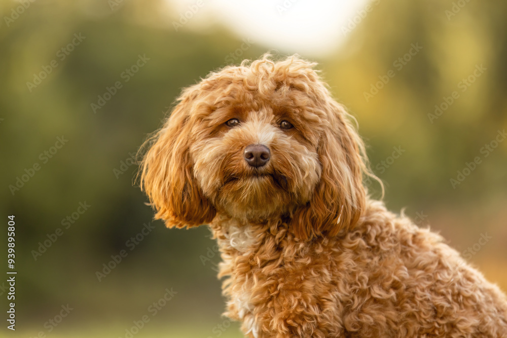 A cute havapoo dog in summer outdoors A cute havapoo dog in summer outdoors