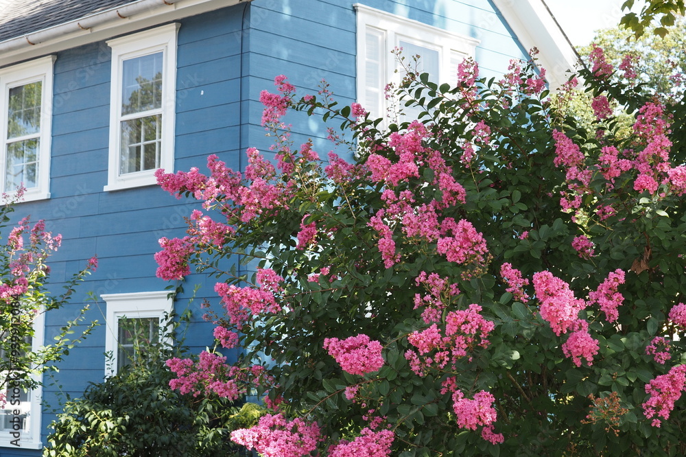 The pink flowers are in front of the blue house. The pink flowers are in front of the blue house.