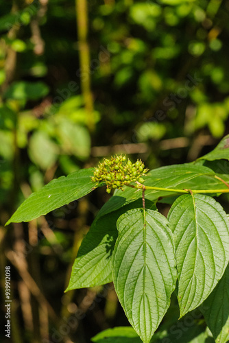 the red osier or red-osier dogwood (Cornus sericea) photo