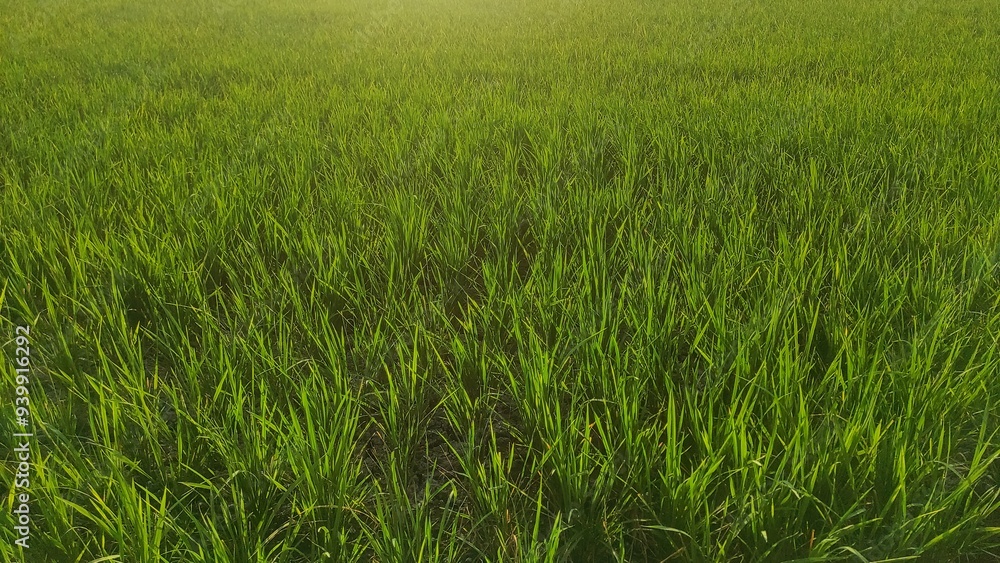 View of rice paddy plant swaying in the rice field in rural area during sunny day View of rice paddy plant swaying in the rice field in rural area during sunny day