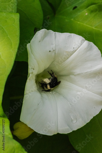 Bumblebee in Calystegia sepium (hedge bindweed, Rutland beauty, bugle vine, heavenly trumpets, bellbind, granny-pop-out-of-bed)