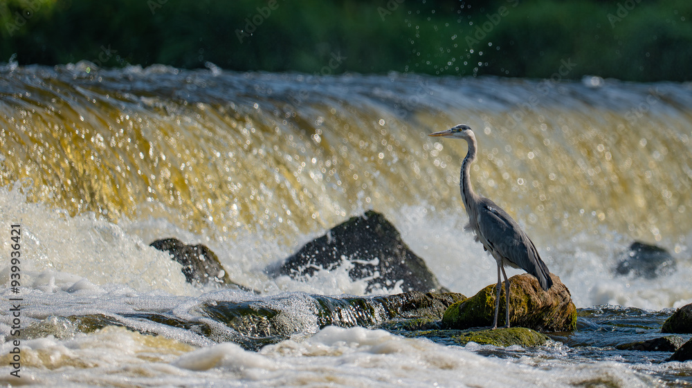 Fototapeta premium Grey heron on a stone at a waterfall on the Narew River in Poland