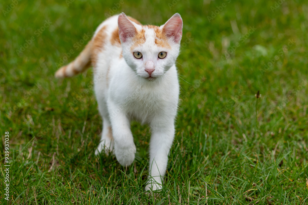 white cat on green grass