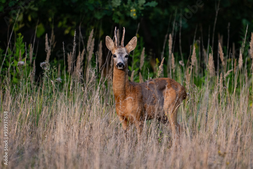 roebuck in the grass, Poland